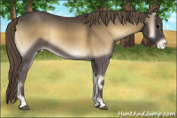 Horse Color:Smoky Blue Onyx Appaloosa 