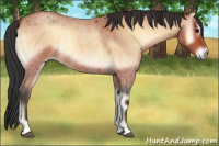 Horse Color:Bay Roan Onyx