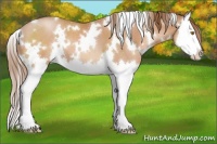Horse Color:White Spotted Bay Pearl Splash 