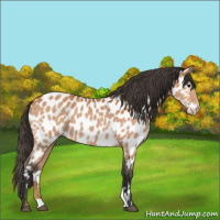 Horse Color:Bay Appaloosa 