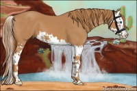 Horse Color:Chestnut Splash 