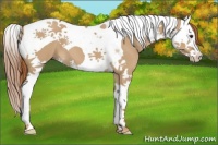 Horse Color:Red Dun Splash Tobiano 