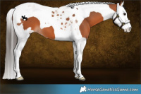 Horse Color:Bay Splash Tobiano
