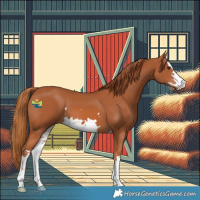 Horse Color:White Spotted Chestnut 