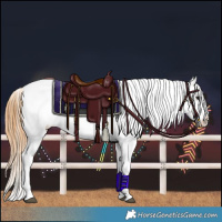 Horse Color:Smoky Grullo Tobiano Appaloosa