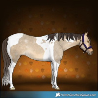 Horse Color:Buckskin Dun Tobiano 