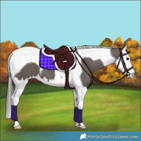 Horse Color:Smoky Grullo Splash Tobiano 