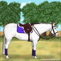 Horse Color:Buckskin Dun Sabino 