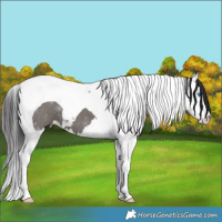 Horse Color:Smoky Grullo Splash Tobiano 