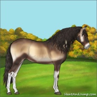 Horse Color:Liver Red Onyx