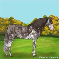 Horse Color:Liver Chestnut Ice Sabino