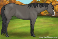 Horse Color:Grullo Splash 
