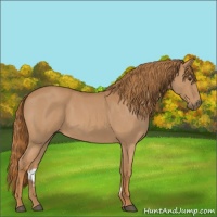 Horse Color:Red Roan 