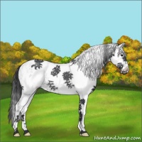 Horse Color:White Spotted Black Rabicano 