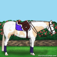 Horse Color:Buckskin Roan Dun Splash Tobiano Appaloosa