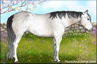 Horse Color:Gray White Spotted Buckskin Roan Dun Splash Appaloosa Rabicano 