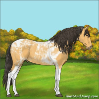 Horse Color:Buckskin Tobiano 