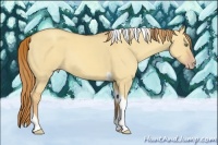 Horse Color:Gold Champagne Dun Tobiano 