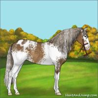 Horse Color:White Spotted Chocolate Palomino Splash Appaloosa Rabicano 