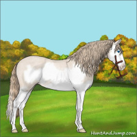 Horse Color:Perlino Roan Splash Frame Rabicano 