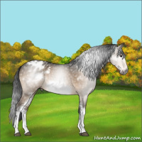 Horse Color:Gray White Spotted Brown Dun Sabino Frame Appaloosa 