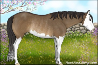 Horse Color:Buckskin Dun Sabino Splash Rabicano