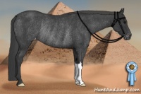 Horse Color:Black Appaloosa Rabicano 