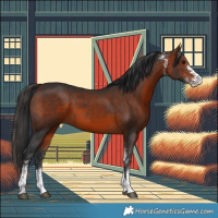 Horse Color:White Spotted Bay 