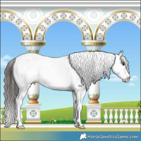 Horse Color:White Spotted Brown Appaloosa Rabicano 