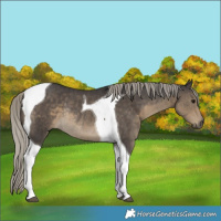 Horse Color:Silver Smoky Black Tobiano Rabicano