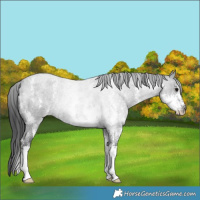 Horse Color:Blue Roan Sabino Rabicano