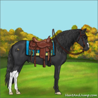 Horse Color:Black 