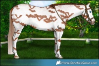 Horse Color:White Spotted Red Roan Splash