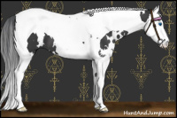 Horse Color:White Spotted Black Splash Tobiano 