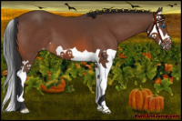Horse Color:Bay Splash Appaloosa 