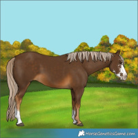 Horse Color:Chocolate Palomino Sabino 