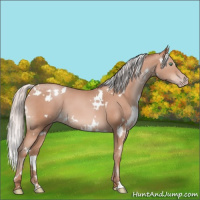 Horse Color:White Spotted Silver Sable Champagne 