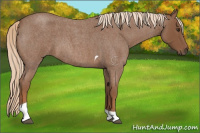 Horse Color:Red Roan Tobiano