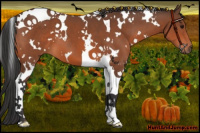 Horse Color:White Spotted Bay Tobiano