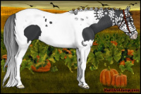 Horse Color:Black Splash Tobiano 