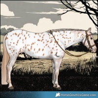 Horse Color:Chestnut Appaloosa