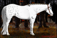 Horse Color:Black Sabino Splash Tobiano Leopard 