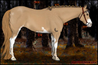 Horse Color:Red Roan Sabino