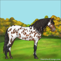 Horse Color:Bay Appaloosa 