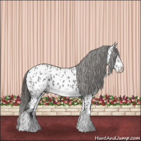 Horse Color:White Spotted Blue Roan Splash Frame Near Leopard 