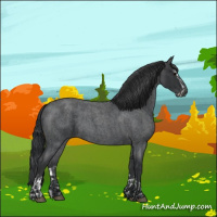 Horse Color:Blue Roan Sabino Splash and Blue Roan Sabino