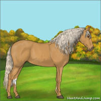 Horse Color:Palomino 
