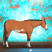 Horse Color:Bay Splash Frame 
