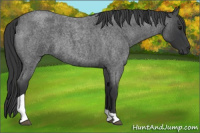 Horse Color:Blue Roan Tobiano