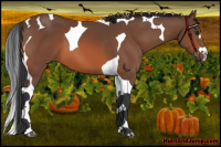 Horse Color:Brown Splash Tobiano 